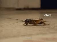 Crickets Crickets Chirping GIF - Crickets Crickets Chirping Silence -  Discover & Share GIFs