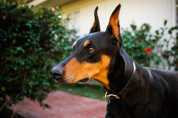 doberman-pinscher-dog-breed-pictures-1.jpg