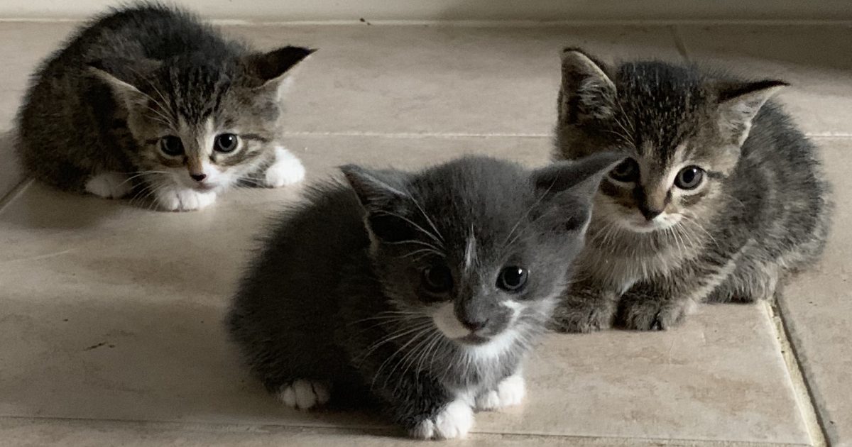 Healthy-Kittens.jpg