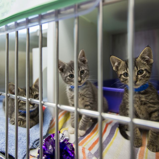 kittens-sitting-in-cage-at-animal-shelter-royalty-free-image-1589830343.jpg