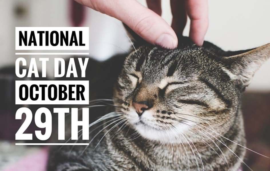 National-Cat-Day-1.jpg