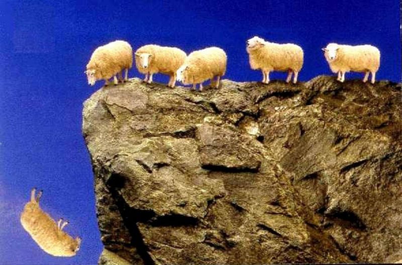 sheep-jump-from-cliff.jpg